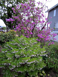 鮮やかな紫ピンクのツツジと、白い鈴のような 小さい可愛い花のドウダンツツジです。