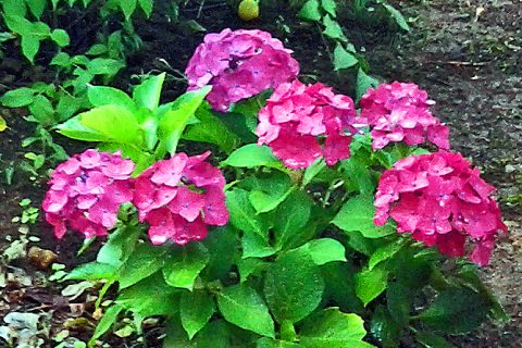 紫陽花