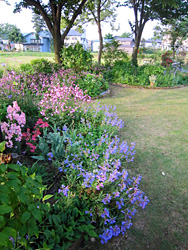 ペンステモンの紫青に魅了されます。 サクラマンテマ、金魚草などたくさん 咲いています。