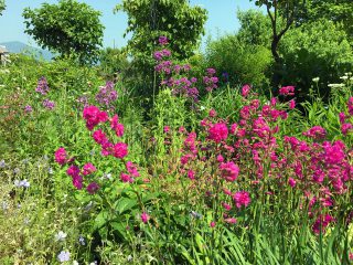 花のある暮らし