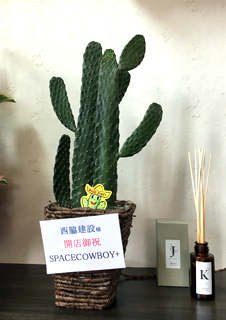 お祝いサボテン
